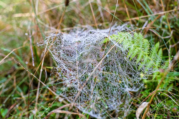 Sabah çiğ taneleriyle kaplanmış bir örümcek ağına yakın plan doğal bir çayırdaki çim yaprakları arasında