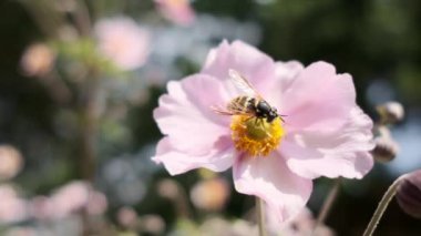 Bal arısı pembe çiçekten nektar toplar ve uçar gider.