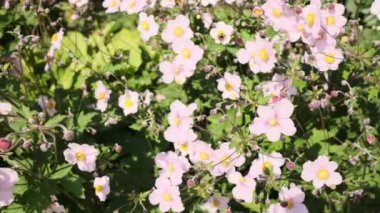 Arazide açan pembe çiçekler ve çiçek tomurcukları