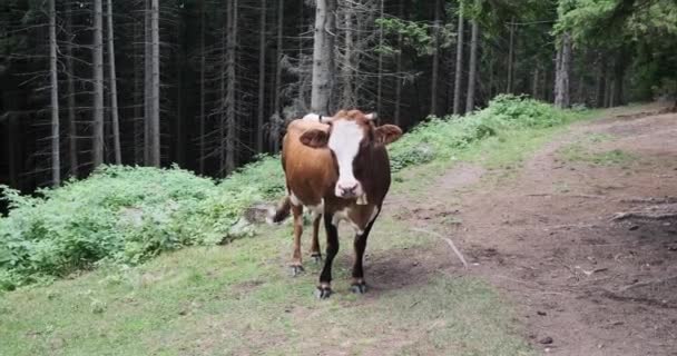 Kráva se zvonečkem stojící na svahu kopce — Stock video