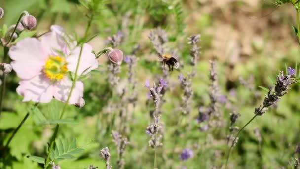 Bal arısı lavanta çiçeğinden nektar topluyor ve diğer çiçeklerde uçuyor. — Stok video