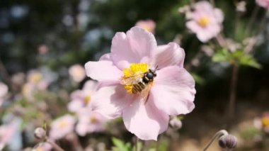 Bal arısı pembe çiçekten nektar toplar ve uçar gider.