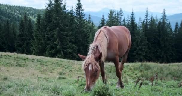 Cavalo ficando irritado por insetos enquanto pastando no campo — Vídeo de Stock