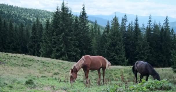 Twee paarden grazen gras op het veld — Stockvideo