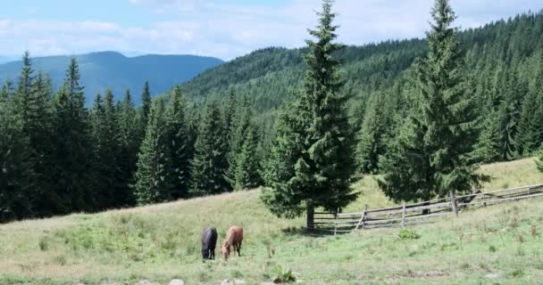 Dois cavalos pastando grama no campo — Vídeo de Stock