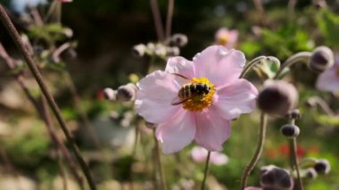 Bal arısı pembe çiçekten nektar toplar ve uçar gider.