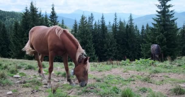 Zwei Pferde grasen auf Feld — Stockvideo