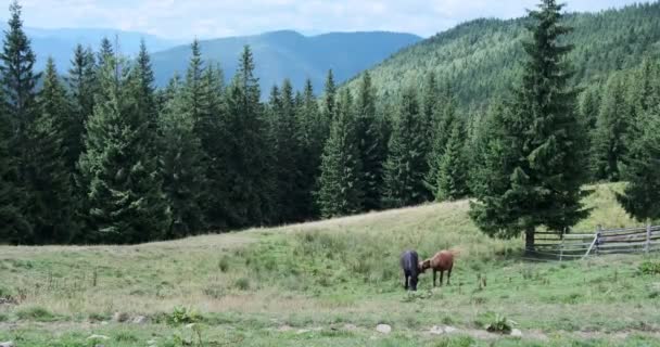 Dois cavalos pastando no campo de grama — Vídeo de Stock