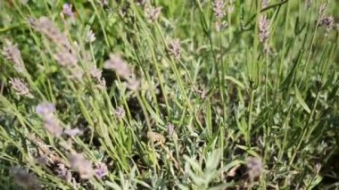 Çiçekli lavanta çiçekleri tarlada