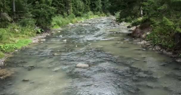 Água do rio que atravessa a floresta — Vídeo de Stock