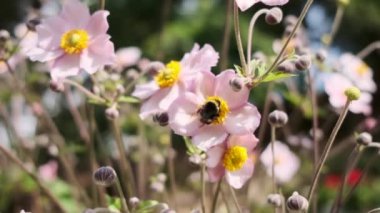 Bal arısı çiçek poleninden nektar topluyor