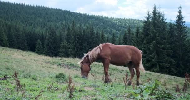 Cavalo pastando na encosta da colina de grama — Vídeo de Stock