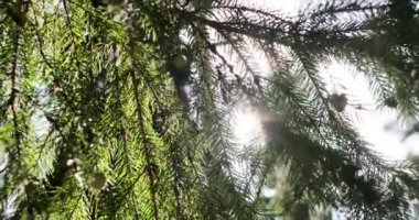 Yazın rüzgarla savrulan çam dallarına yakın.