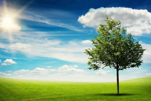 Uma árvore no prado verde — Fotografia de Stock