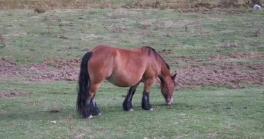 Kahverengi bir atın yeşil bir çayırda ya da çayırda huzur içinde ot yemesini yavaş çekimde izlemek. Hayvana yakın çekim..