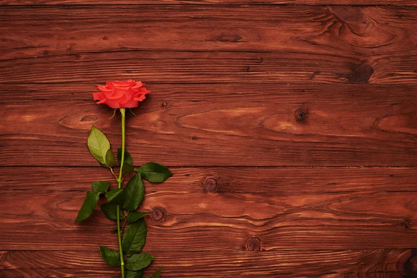 Rose on brown background with empty copyspace — Stock Photo, Image