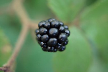 BlackBerry bramble - siyah ve kırmızı meyveler