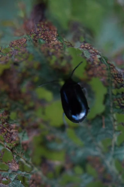 Alder Leaf Beetle - Agelastica alni — Stock Photo, Image