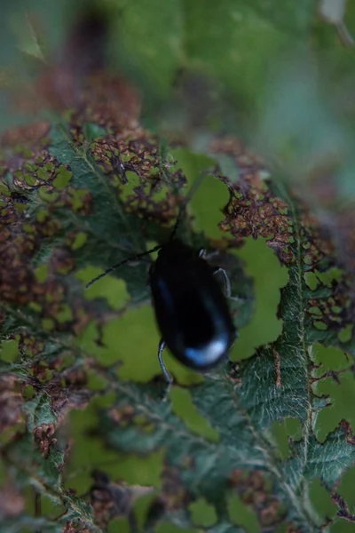 Вільха leaf Жук - agelastica alni — стокове фото