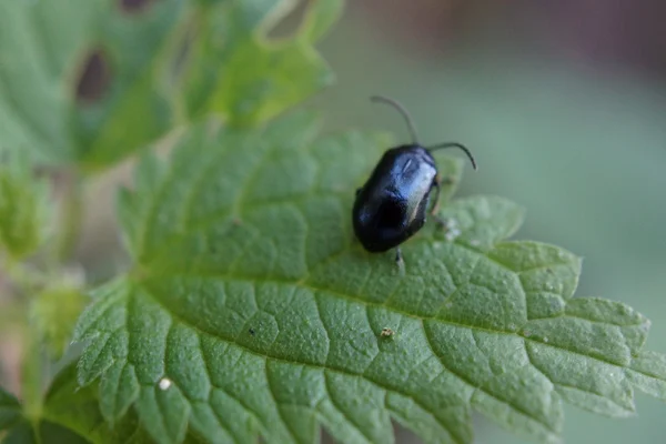 Escarabajo de la Hoja de Aliso - Agelastica alni — Foto de Stock