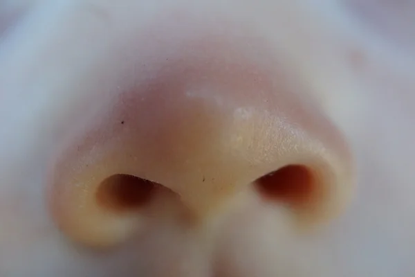 Close-up images of a baby boy's face - The Nose — Stock Photo, Image