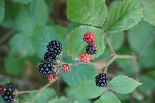 BlackBerry bramble - чорні та червоні ягоди — стокове фото