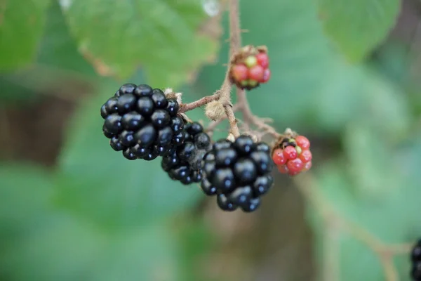 Brombeerstrauch - schwarze und rote Beeren — Stockfoto