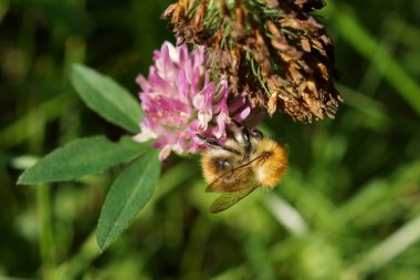 Ortak tarakçı arı - Bombus pascuorum