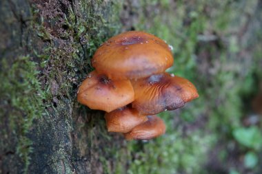 Ortak Rustgill - Gymnopilus penetrans