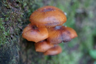 Ortak Rustgill - Gymnopilus penetrans