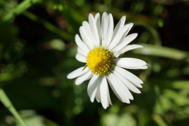 Ox-göz Daisy - Leucanthemum vulgare