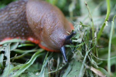 Kırmızı slug - arion rufus