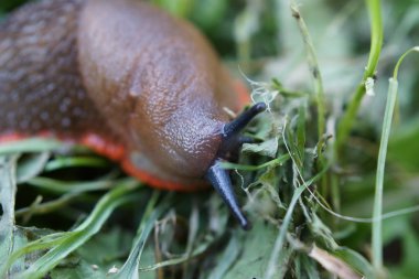 Kırmızı slug - arion rufus