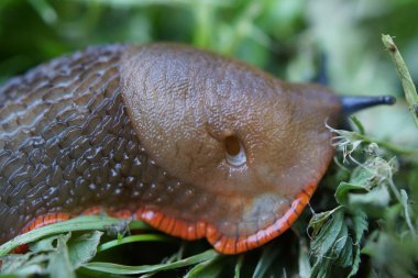 Kırmızı slug - arion rufus