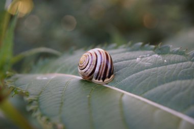 Beyaz dudaklı salyangoz - Cepaea hortensis