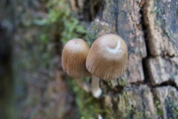 Chapéu de tinta de fadas - Coprinellus disseminatus — Fotografia de Stock