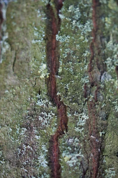 Yakın çekim doku görüntü ağaç kabuğu üzerinde yeşil kaplama — Stok fotoğraf