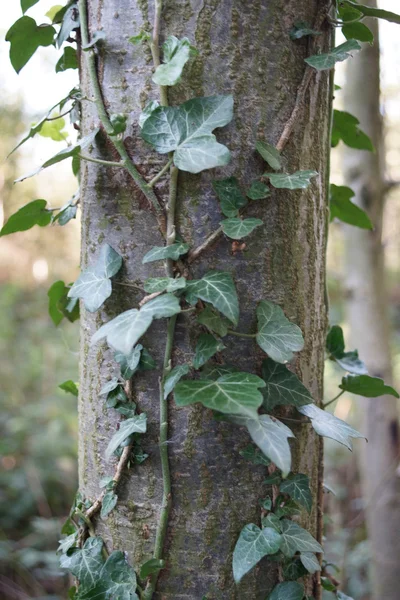 Klimop - hedera kruipen omhoog een boom — Stockfoto