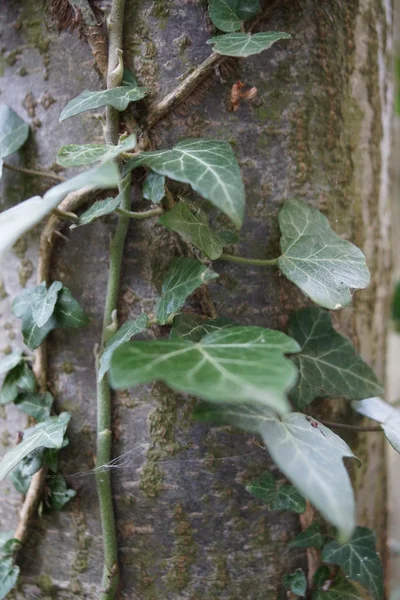 Břečťan - hedera leze na strom — Stock fotografie