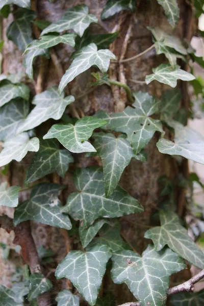 Břečťan - hedera leze na strom — Stock fotografie