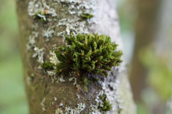 Detail makro obrázek mechu na kůře stromů — Stock fotografie