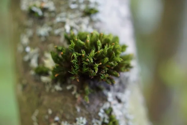 Imagem macro de close-up do musgo na casca da árvore — Fotografia de Stock