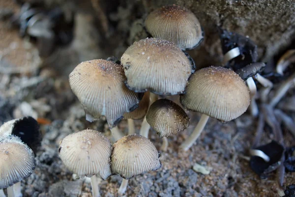 Pileli Inkcap - Parasola plicatilis — Stok fotoğraf