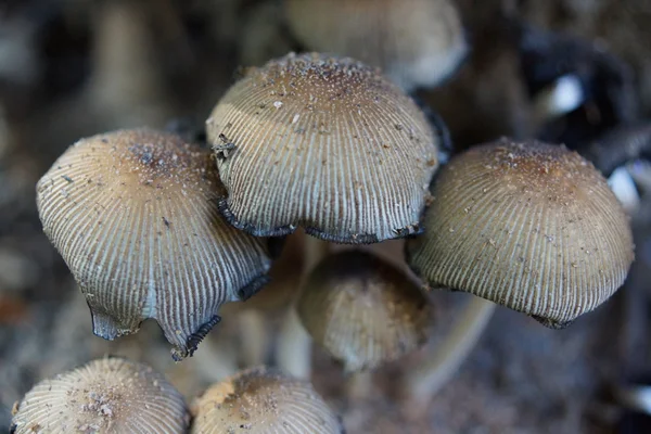 Pileli Inkcap - Parasola plicatilis — Stok fotoğraf