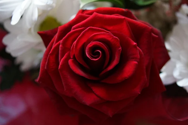 Красная роза - Колинда - Гигантский чай — стоковое фото