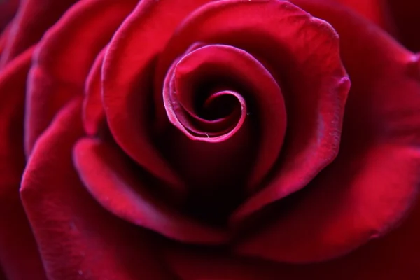 Красная роза - Колинда - Гигантский чай — стоковое фото