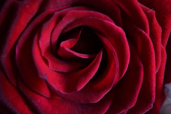 Rose rouge - Colinda - Thé hybride — Photo