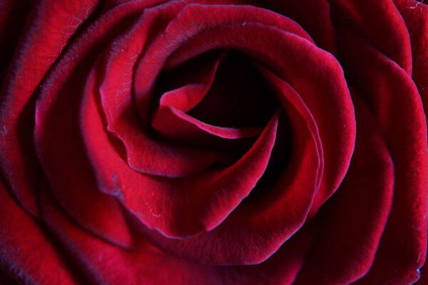 Close-up image of a Red Rose - Colinda - Hybrid Tea