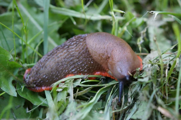 Red Slug - Arion rufus — Stock Photo, Image