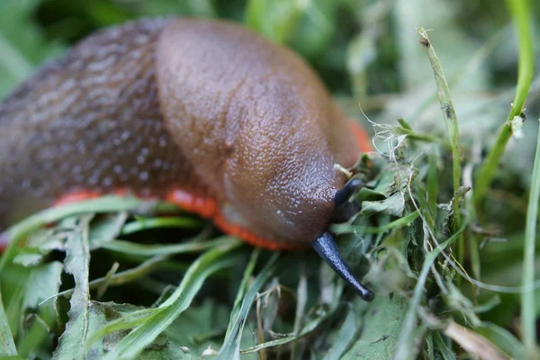 Kırmızı slug - arion rufus